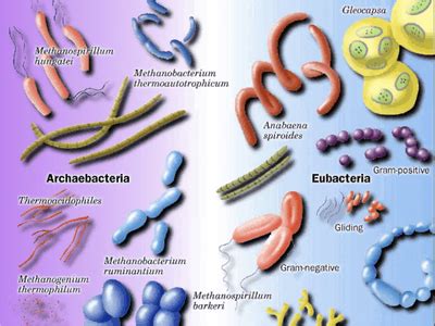 Eubacteria - King of Kingdoms