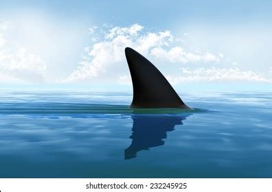 Shark Fin Above Water Stock Illustration 232245925 | Shutterstock