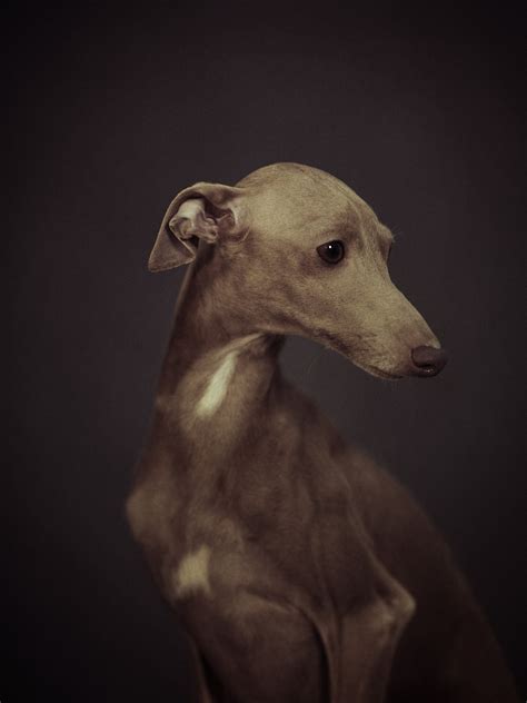 Expressive Animal Portraits Reveal Their Strong ‘Human’ Emotions ...