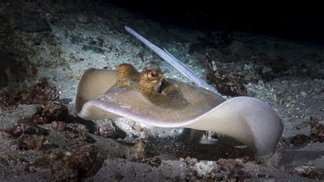 Liveaboard Diving the Similan Islands - The Junk Liveaboards