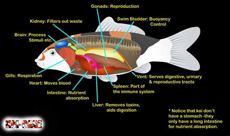 Fish Superpowers - Anatomy, Physiology, Evolution, Genetics, Koi Characteristics, Koi/Fish ...