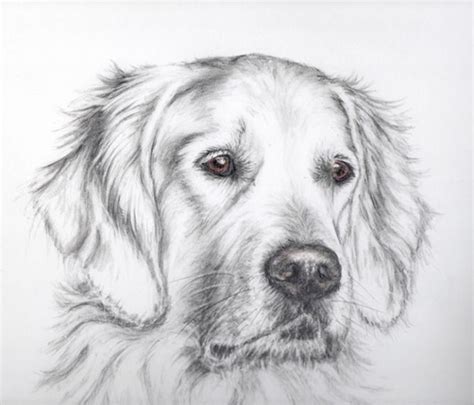 Golden Retriever Pencil Sketch at PaintingValley.com | Explore collection of Golden Retriever ...