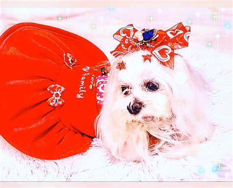 Pin by personal on Maltese dogs in a outfits pics | Maltese dogs, Maltese, Art