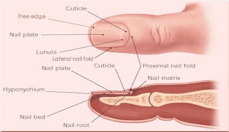 Nail Matrix - Location, Function, Damage and Disorders