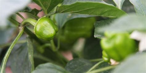 Bell Pepper Plant Growth Stages | Life Cycle