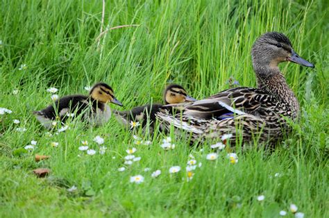 Ducklings And Ducks Free Stock Photo - Public Domain Pictures