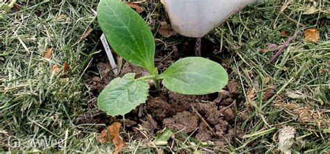 How to Use Grass Clippings As Garden Mulch?