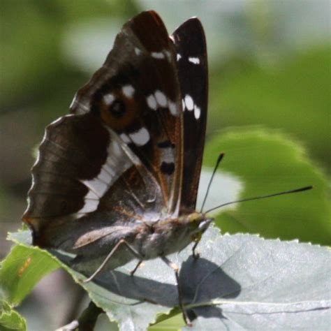 Purple Emperor Butterfly