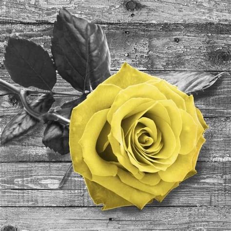Wall Art Home Decor Yellow Rose Flowers Romance Valentine's Day Floral Poster Black And Grey ...