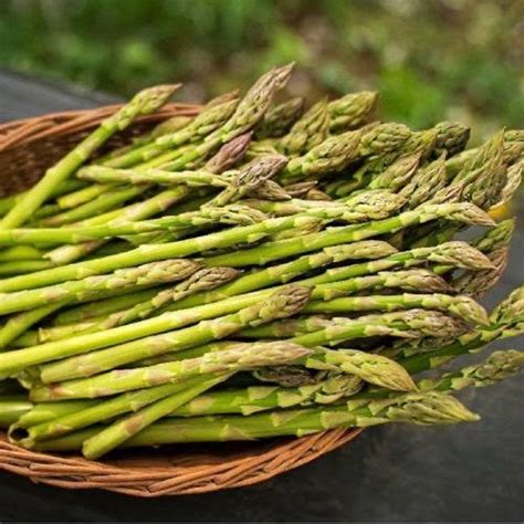 Garden Asparagus Plant Asparagus Officinalis 10 Fresh Seeds | Etsy