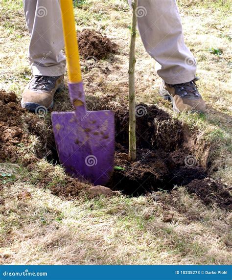 Planting Sapling Tree Stock Photos - Image: 10235273