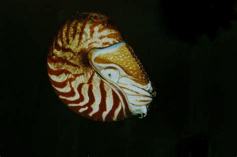 Nautilus: The Ocean's Living Fossil - Ocean Info