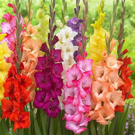 Gladioli Large Flowering Mixed 12cm+ | J Parker Dutch Bulbs | Bulb flowers, Gladiolus flower ...