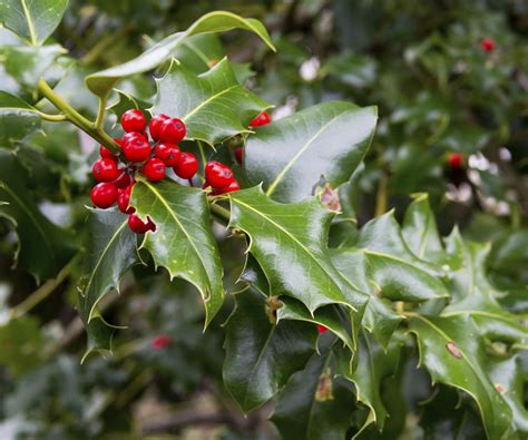 Uncovering the Unique and Different Types of Holly Bushes