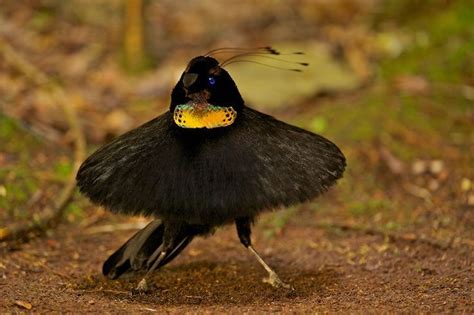 Western parotia - Stock Birds Photos | Birds of paradise, Beautiful birds, Pet birds