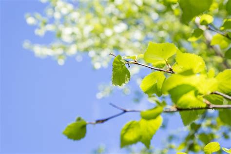 Britain's best spring arboreta | Countryfile.com