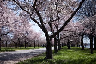 Cherry Blossom Trees | Dreamy pic to mark the start of the b… | Flickr
