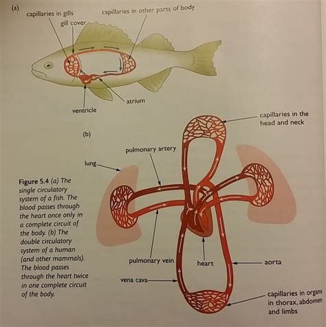 The Circulatory Systems of Different Animals - IGCSE BIOLOGY