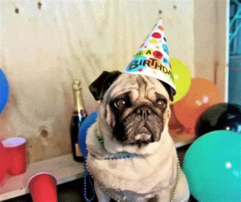 Pug Gif - IceGif