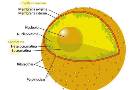 Célula Eucariota » Características, Alimentación, Hábitat, Reproducción, Depredadores