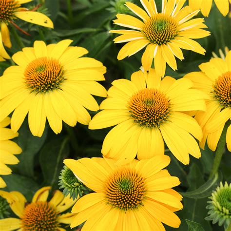 Echinacea SOMBRERO Lemon Yellow - Buy Coneflower Perennials Online