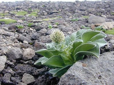 Genetic Jungle: The Kerguelen Cabbage