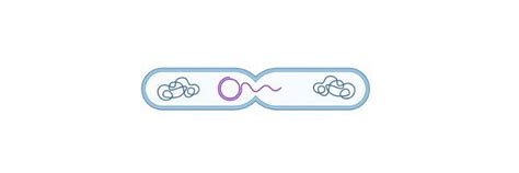 Bacterial Conjugation: Steps, Definition, and Diagram