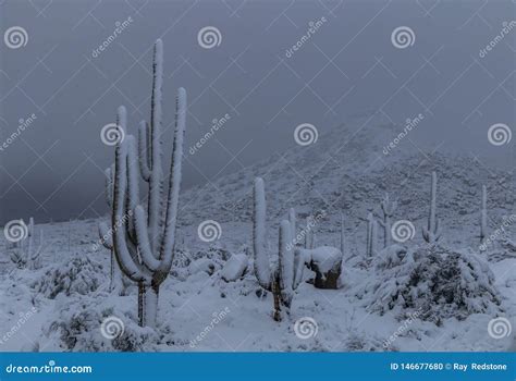 Stunning Snow Covered Saguaro Cactus in Arizona Stock Photo - Image of ...