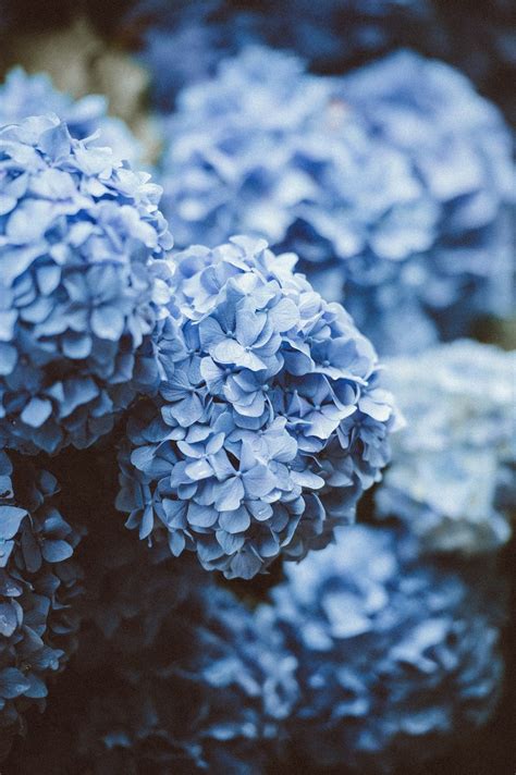 blue hydrangea 4k Phone HD Wallpaper