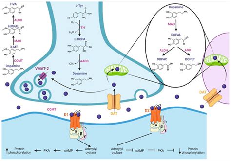 Pharmaceutics | Free Full-Text | Therapeutic Potential of Dopamine and Related Drugs as Anti ...