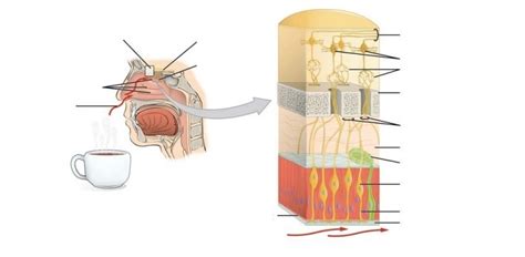 Nose Diagram- Smell Diagram | Quizlet