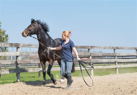 Horse Training Beginners Guide
