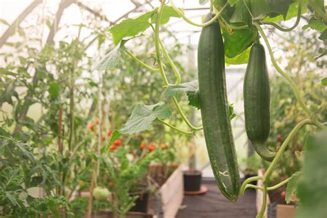 vertical-cucumbers | Kellogg Garden Organics™