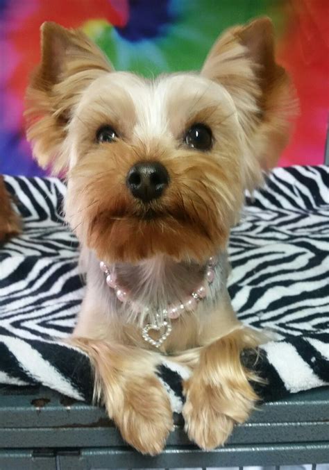 Yorkie