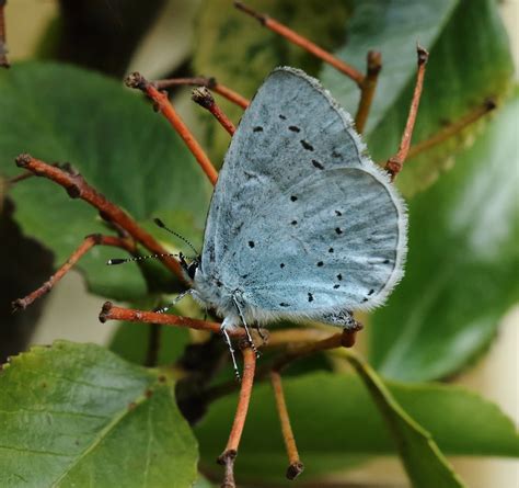 Abington Naturewatch: Holly Blue butterfly