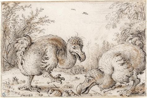 File:Roelandt Savery - 'Dodo Birds', Chalk, black and amber on cream paper.jpg - Wikimedia Commons