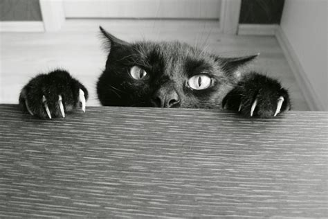 Funny Photos of Evil Cats | POPSUGAR Pets Photo 42