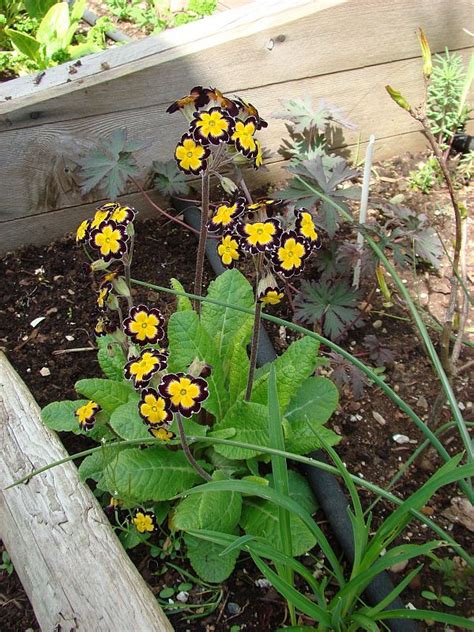 Silver-laced Primulas (grown from seed) And July, Silver Lace, Growing ...