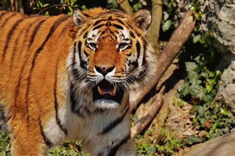 Free Images : zoo, fur, predator, fauna, tiger, beautiful, animal world, wildlife photography ...