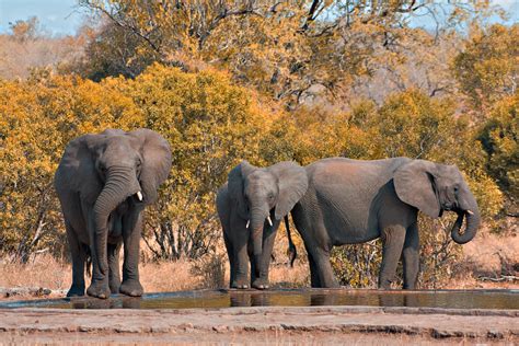 File:Kruger Park Elephants.jpg - Wikimedia Commons
