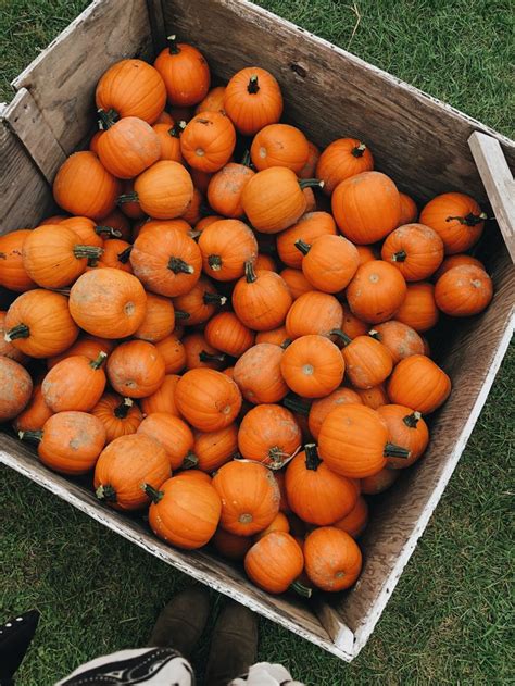 Fall Aesthetic Pumpkins - markanthonystudios.net