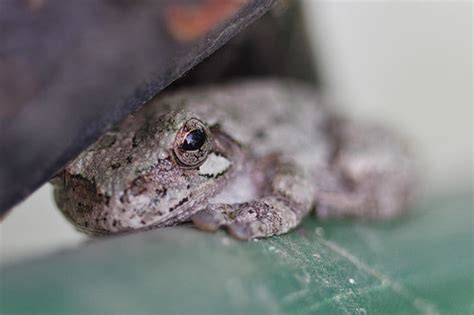 tree frog | pepperberryfarm | Flickr