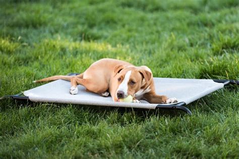 5 Best Chew-Proof Dog Beds of 2024 | Pango Pets