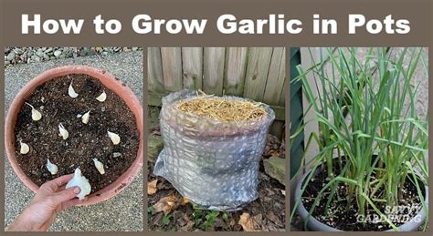 How to Grow Garlic in Pots: The Best Method and Tips for Success