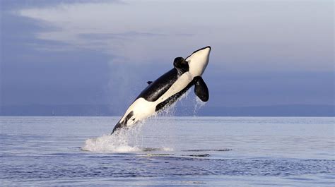 Orcas in Puget Sound