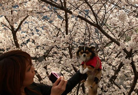 Crazy about cherry blossoms