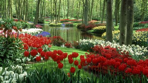 Keukenhof Wallpapers - Top Free Keukenhof Backgrounds - WallpaperAccess