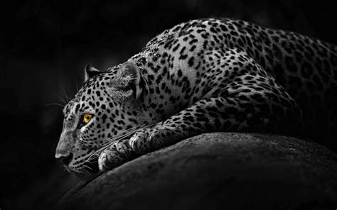 Download Animal Leopard HD Wallpaper