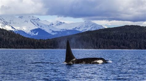 Orca or killer whale (Orcinus orca) near Juneau in Lynn Canal, Inside ...