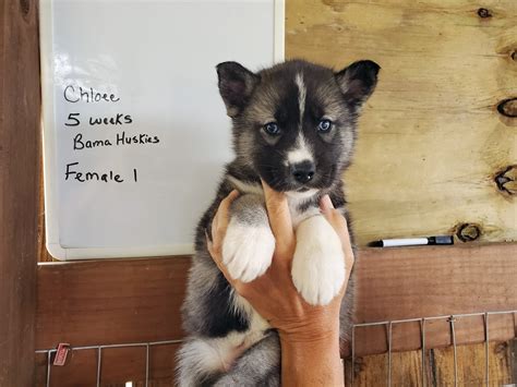 Chloee's agouti husky puppies 5 weeks old - Siberian Husky Puppies For Sale